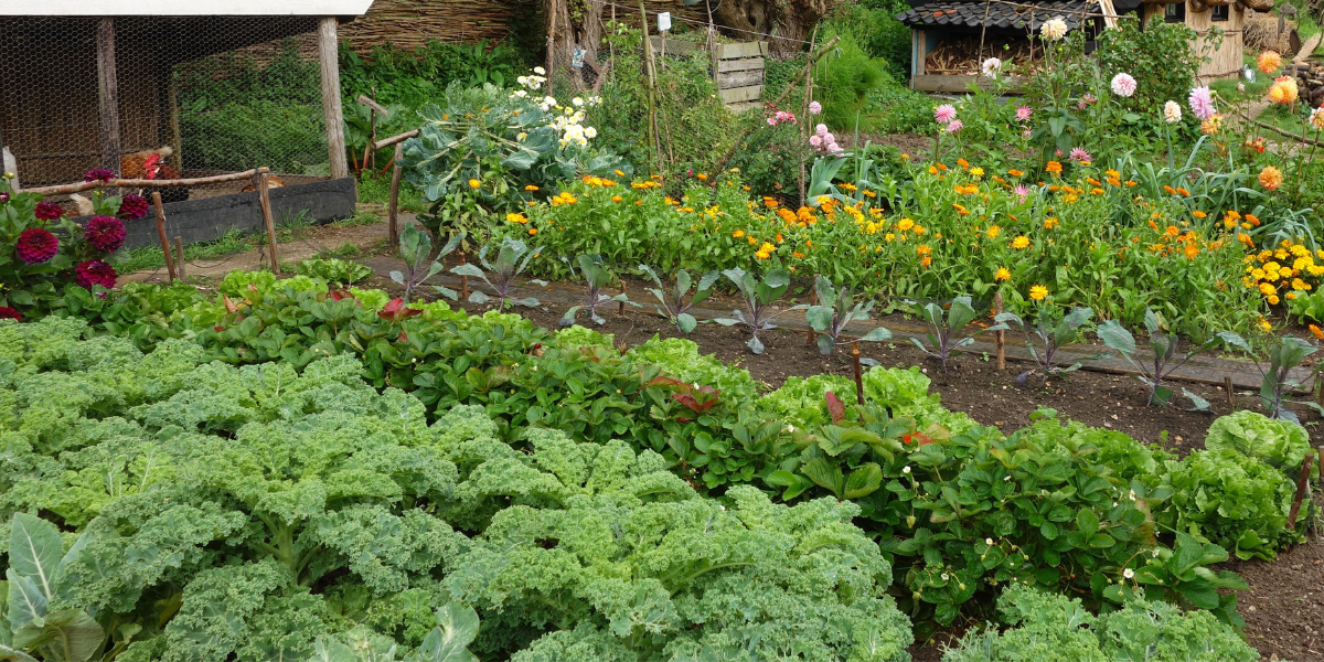 Colourful allotment